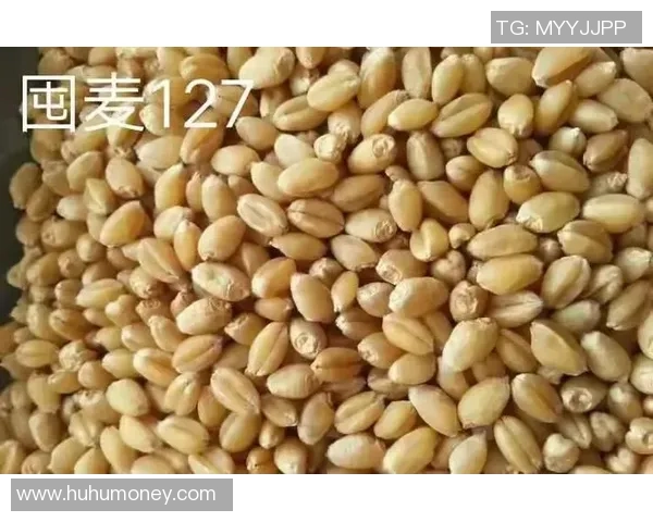 巴西足球球星罗拉的辉煌征程与绿茵场上永不熄灭的传奇风采